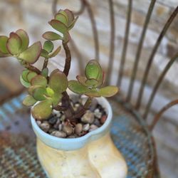 Small Planter With Plant 