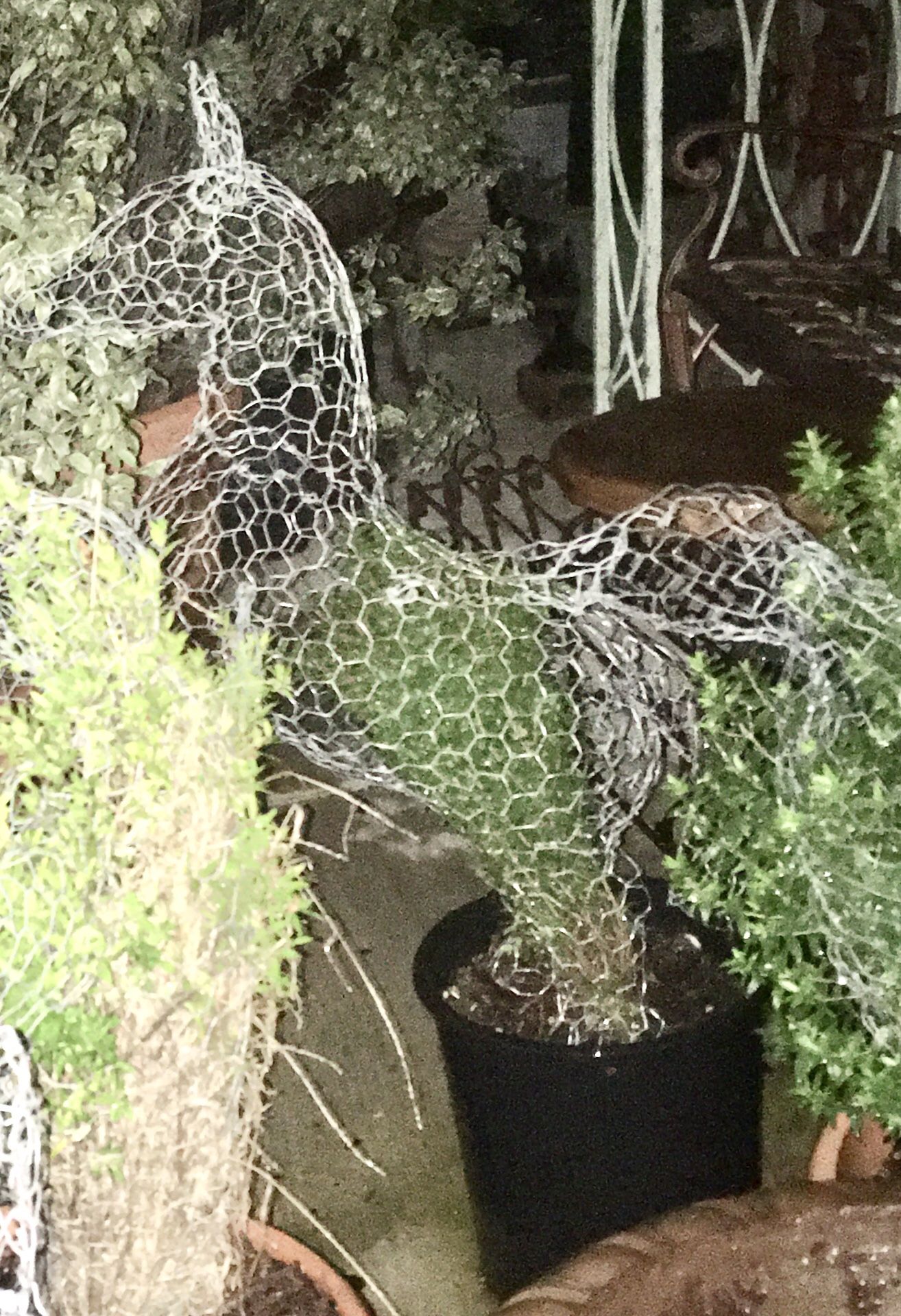 Topiary animals and shapes. Any design. Most sizes up to huge! These are the smallest. $60 each. Price is Firm NO Discounts