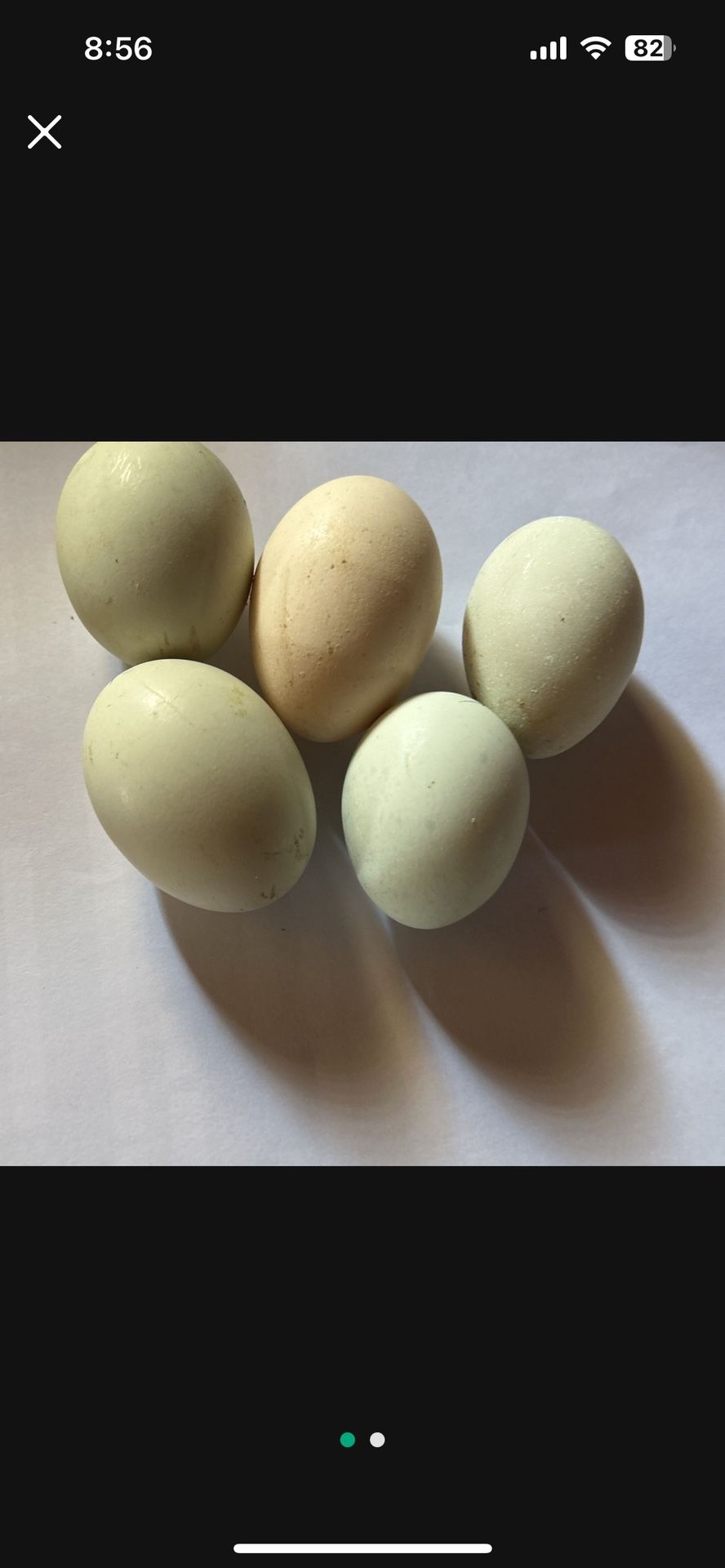 Fresh Fertile Eggs Blue And Light Pink