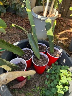 Dragon fruit/cactus
