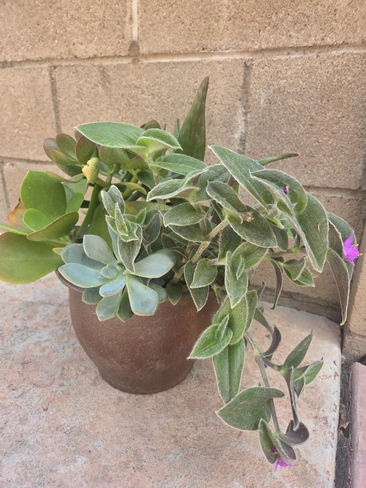 Decoration Suculents Plants Mix