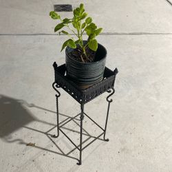 Gorgeous Plant For Outside Shade 