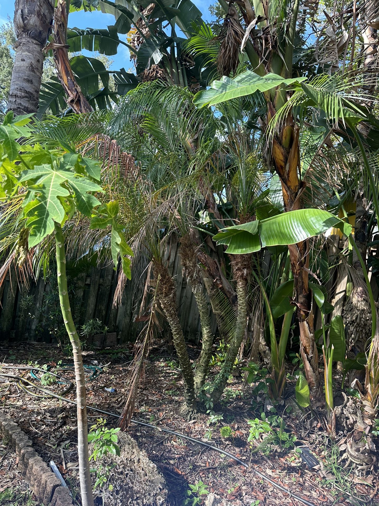 Rambolini Plants free