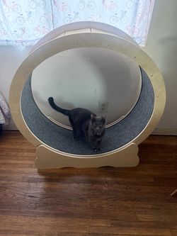 Cat wheel