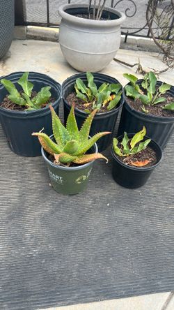 Plantas baratas