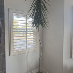 Dracaena Marginata - Real - Madagascar Dragon Tree