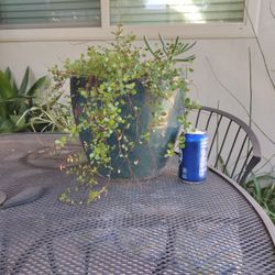 Healthy Plant With Ceramic Pot🌱