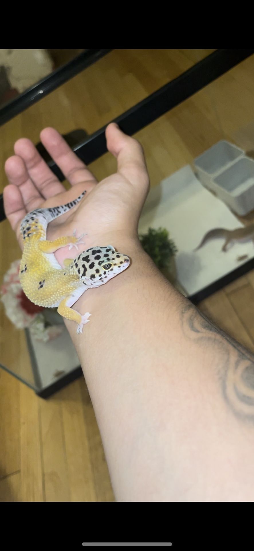 Pet Supplies