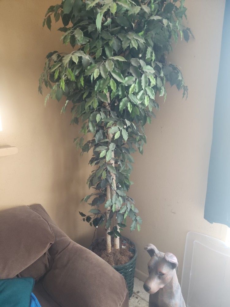 Silk Trees And Plants