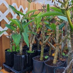 Plumeria Frangipani Plants (Cutting Stalks) Yellow, White And Pink Flowers.