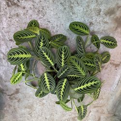 6” maranta lemon lime