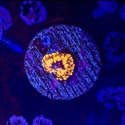 Utter Chaos Zoa Display Decor