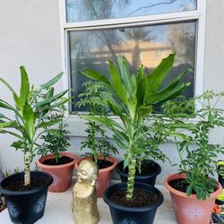 Plantas For Sale 25 Each 