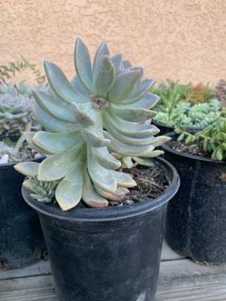 Ghost Plant Succulent One Gallon