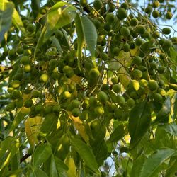 Neem seed/Neem leaf