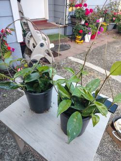 Hoya carnosa