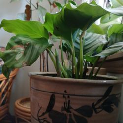 Nice And Health  Plant For Interior.