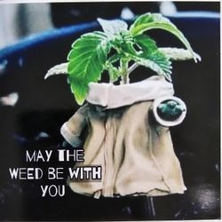 The Force Is With You Vinyl Decal