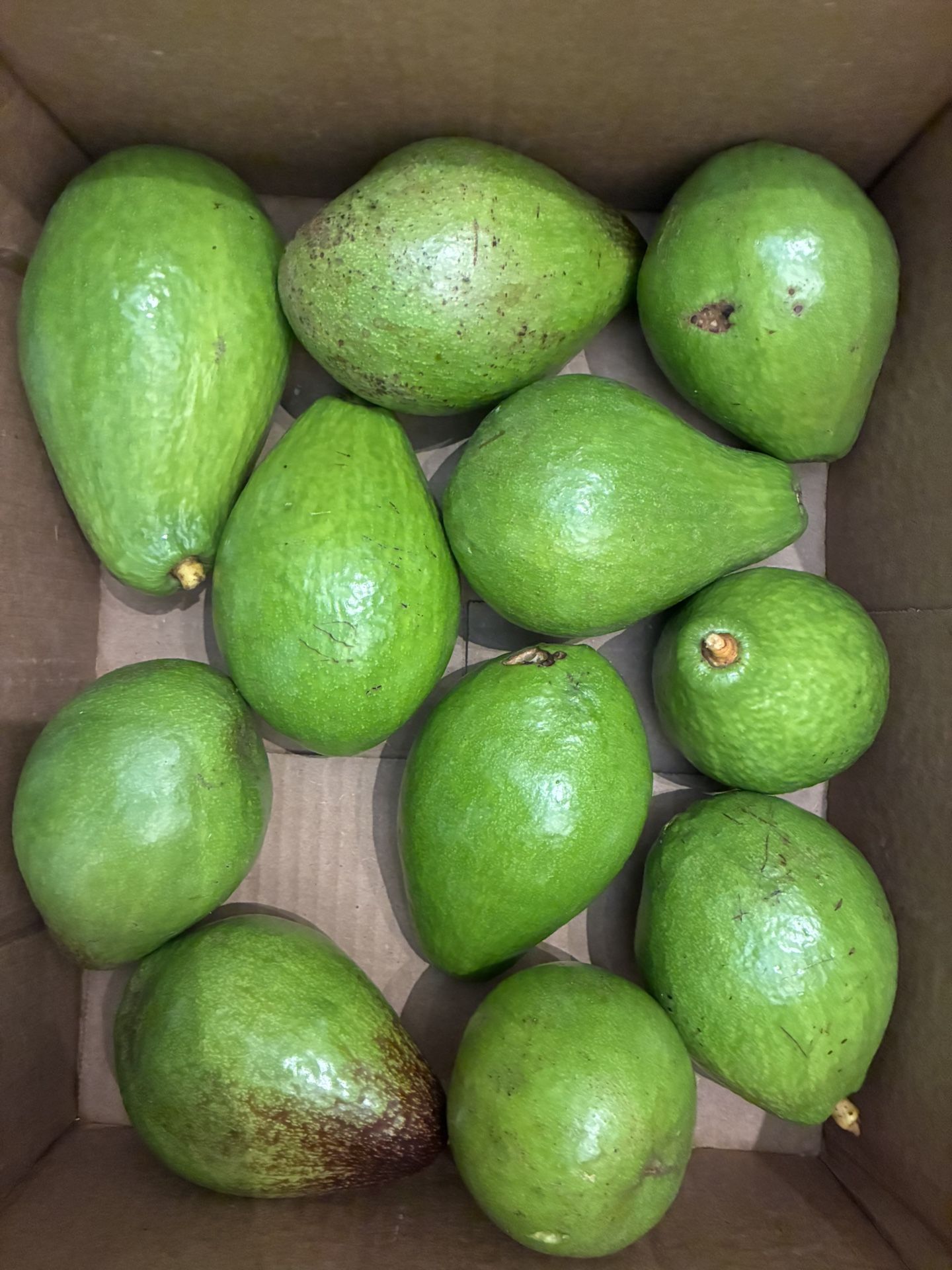 Avocado
