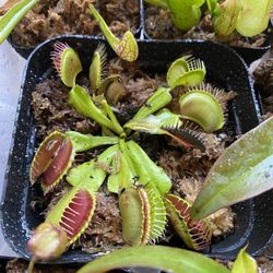 Large 4inch Potted Venus Fly Trap Carnivorous Plant