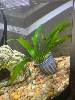 Fish tank