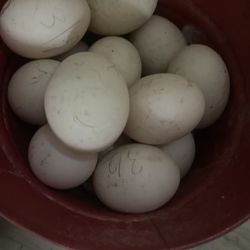 Fertilize duck and chicken eggs