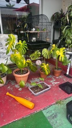 Monstera Deliciosa
