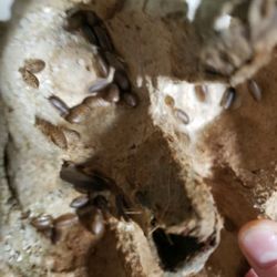 Insects For Chickens, Lizards,and Fish 