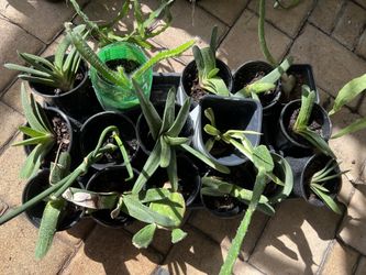 BEGINNER PLANTS 🌱 