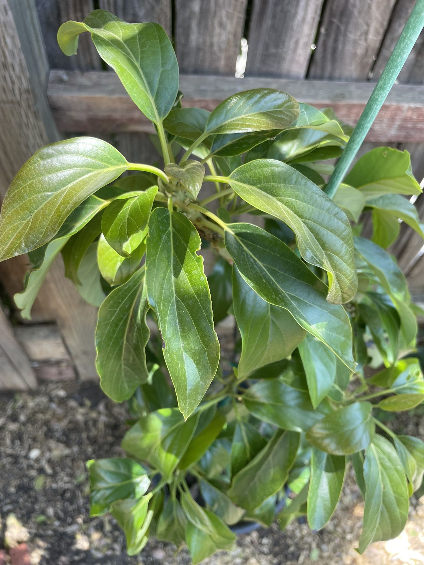 Grafted REED AVOCADO tree