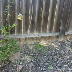 Free Bird Feeder And Bird Feeder Hanger