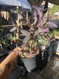 Tradescantia Purple Heart