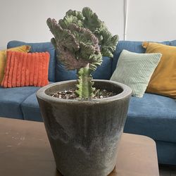 coral cactus plant