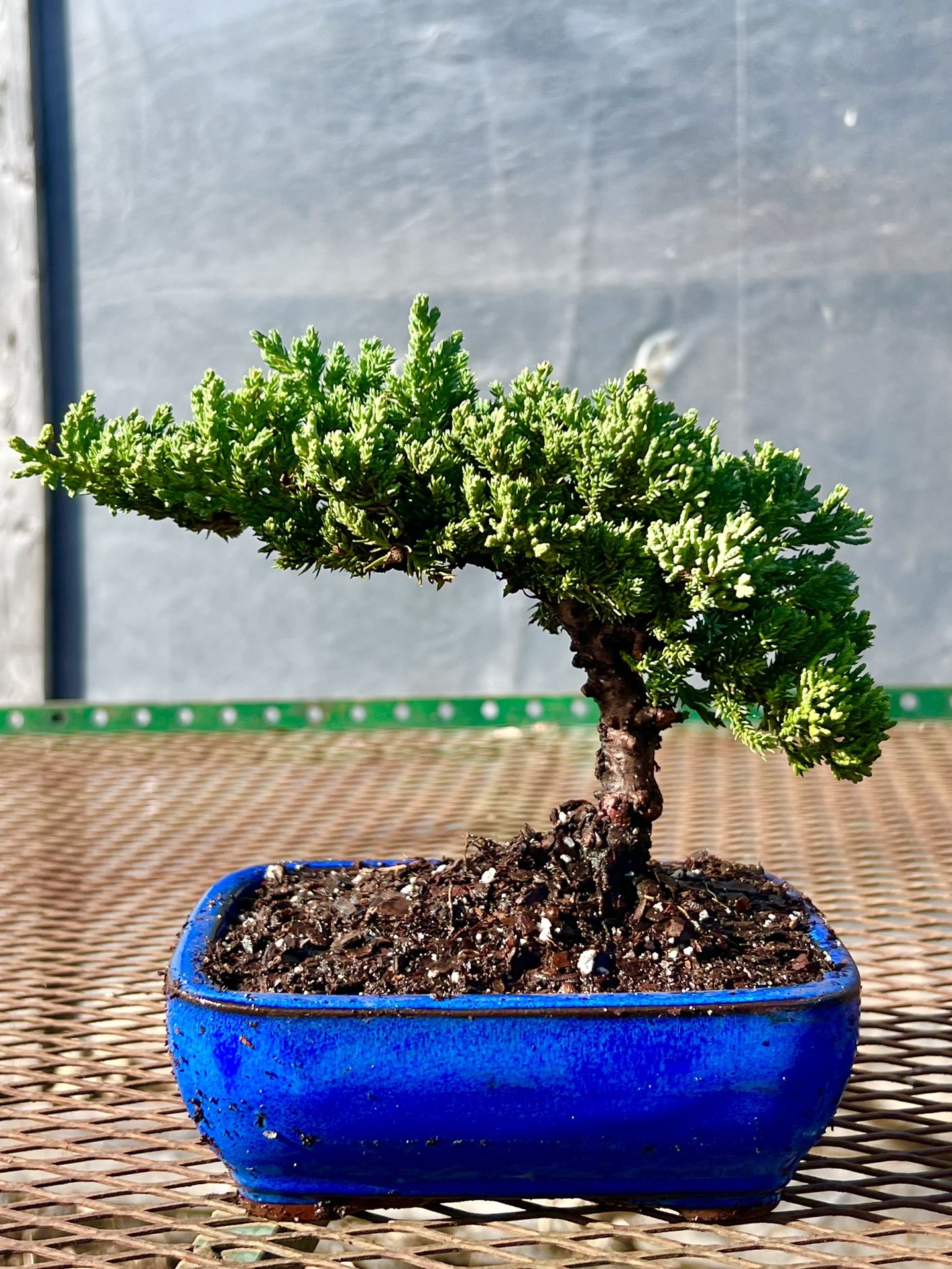 5years old+ Juniper Bonsai with a ceramic pot