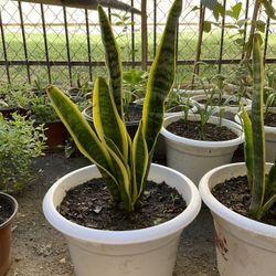 Snake Live Plant $13