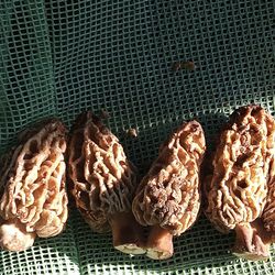 Morels Mushrooms 
