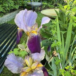 Historic Iris Plant Flower