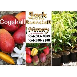 Cogshell Dwarf Mango Grafted Trees 3gal 