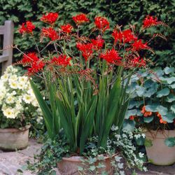 Crocosmia ‘Lucifer’ Perennial Plants —