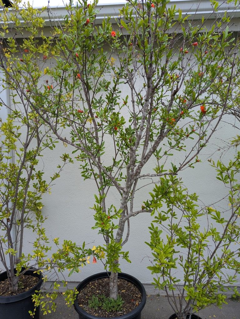 White Pomegranate Tree