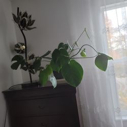 Monstera Deliciosa Plant - Swiss Cheese Split Leaf Philodendron Plant - Large Plant - Overall Height 24" to 28" - Tropical Plants of Florida