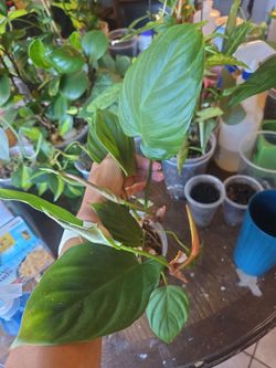 Philodendron camposportoanum