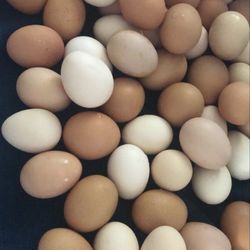 Organic Eggs