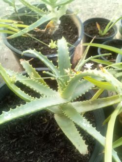 Beautiful Aloe Vera Plant – Perfect for Home or Garden 🌿
Hermosa Planta de Aloe Vera 🌿