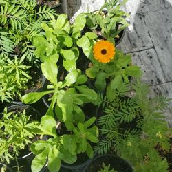 Calendula Plant Each $5