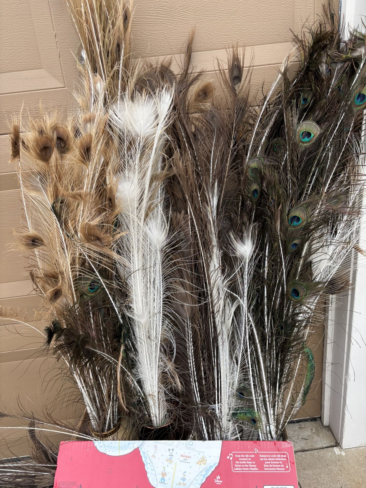 LOTS OF PEACOCK FEATHERS