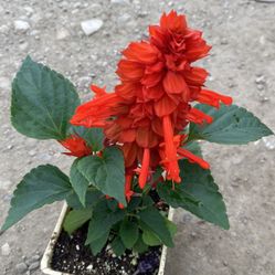 Salvia Outdoor Plant, In 6 Inch Pot Pick Up Only