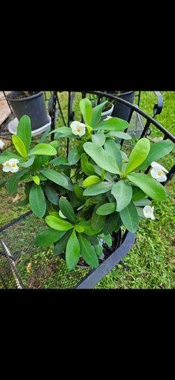 Crown of thorns plant