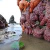 Tidepoolers