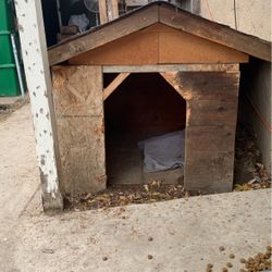 Dog house 